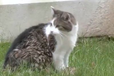 Larry the cat finally catches mouse during key Starmer speech