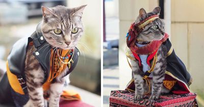 23 Handmade Costumes That This Guy Created For His Cats’ Cosplays (New Pics)