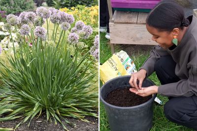 Experts say to plant these flowers and veggies in April for a lush garden year-round