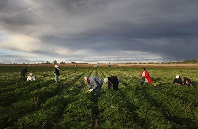 Costly H-1B Visa Changes Hit Skilled Workers, But Gives Farm Labor a Boost, Report Says