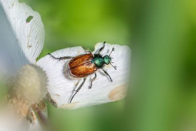 What to Plant for Natural Pest Control Without Sprays