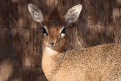 Tiny antelope barely taller than tin of baked beans born at UK zoo