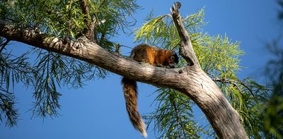 Better urban design could help save Florida’s threatened Big Cypress fox squirrel