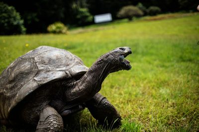Jonathan the tortoise alive and well despite ‘crypto scam’ death hoax