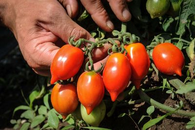 Discovering the tomato with a much longer shelf life