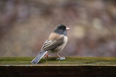 5 DIY Bird Deterrents That Protect Seeds and Seedlings