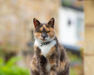 Why collars are cool for cats and wildlife