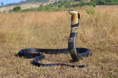 Climate change will push venomous snakes towards highly populated coastlines, study finds
