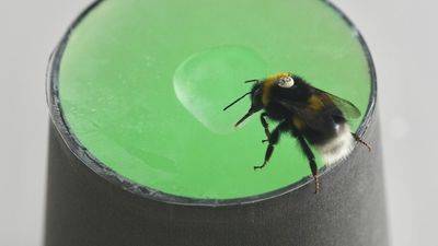 Dancing bees could supercharge AI revolution