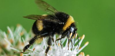 Bumblebees can perceive rhythm, despite their brains being the size of a sesame seed