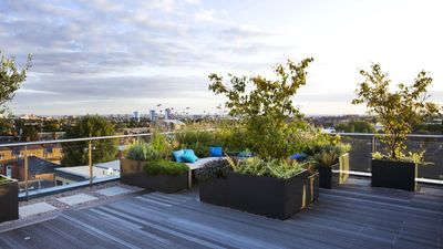 This Underused Shrub Brings Year-Round Beauty to Small Spaces – 5 Steps to Growing Serviceberry in Pots