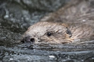 Birds, beavers and beetles among threatened species to benefit from £90m