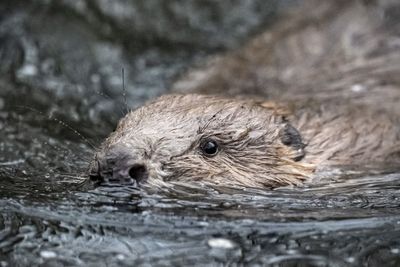 Birds, beavers and beetles among threatened species to benefit from £90m