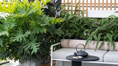 How to Stop Balcony Containers Overheating by June – 5 Smart and Stylish Tips to Cool Plants and Create Shade