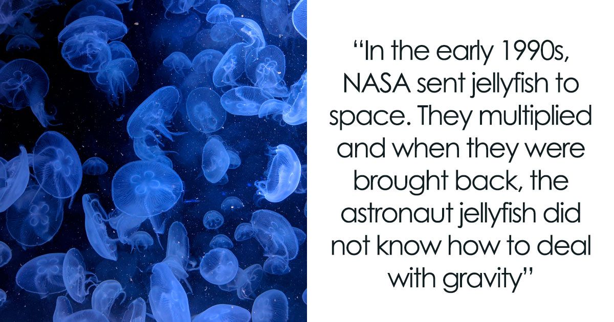 If You Find Joy In Learning Interesting And Fun Facts,…