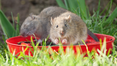 Rats will invade your yard if you leave this one item outdoors in April