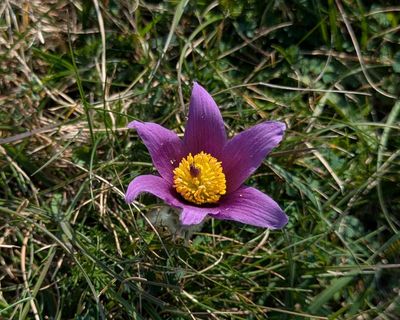 Country diary: The rise of the rare pasqueflower is my Easter miracle