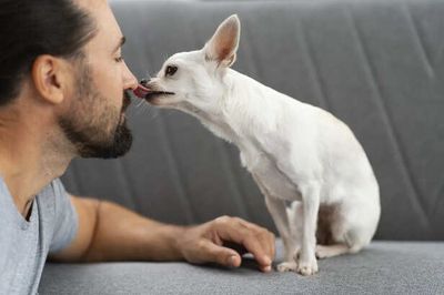 Why Dogs Lick Their Owners