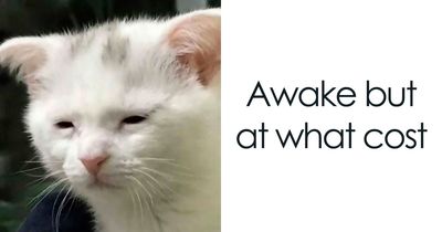 75 Memes So Random You Might Have To Read Them Twice