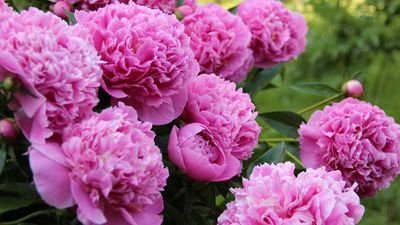 What to Do With Peonies in April for Bigger, Better Blooms