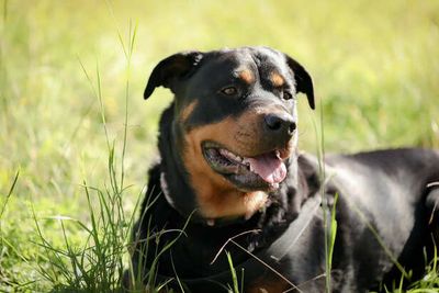 Rottweiler: Misunderstood Guardian or Ultimate Family Protector?