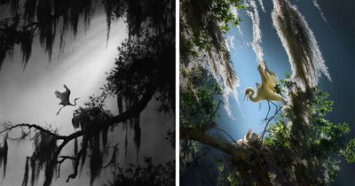 30 Most Beautiful Bird Photos In The Wild Captured By This Florida-Based Photographer