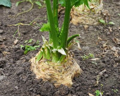 Celeriac are not pretty – or to my taste – but if you’re a fan, start sowing now