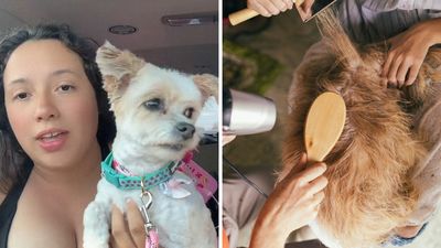 Woman sends husband to pick up dog at groomer. Then she sees what they gave him back: ‘I would be getting a divorce bc what’