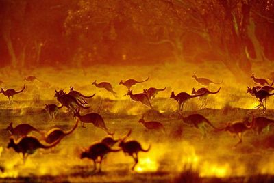 Confused dogs and courting crickets: how does daylight saving time affect animals?