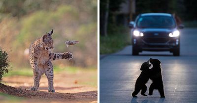 Top 26 Wildlife Photos From The 2026 People’s Choice Award