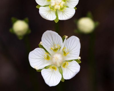 It would be a shame to lose the bog star