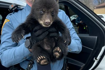 New Jersey state troopers rescue bear cub from highway ditch