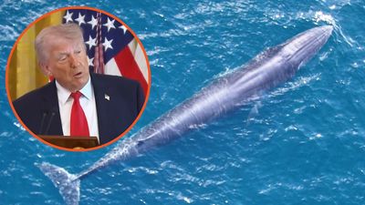 Donald Trump goes full villain, declares whales a threat to national security, calls on his ‘God Squad’ to eliminate them