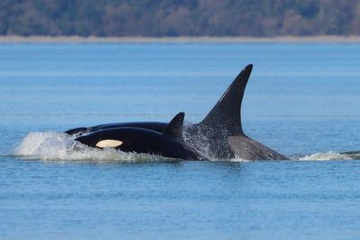 Whale watchers delighted as never seen before orcas arrive in Seattle