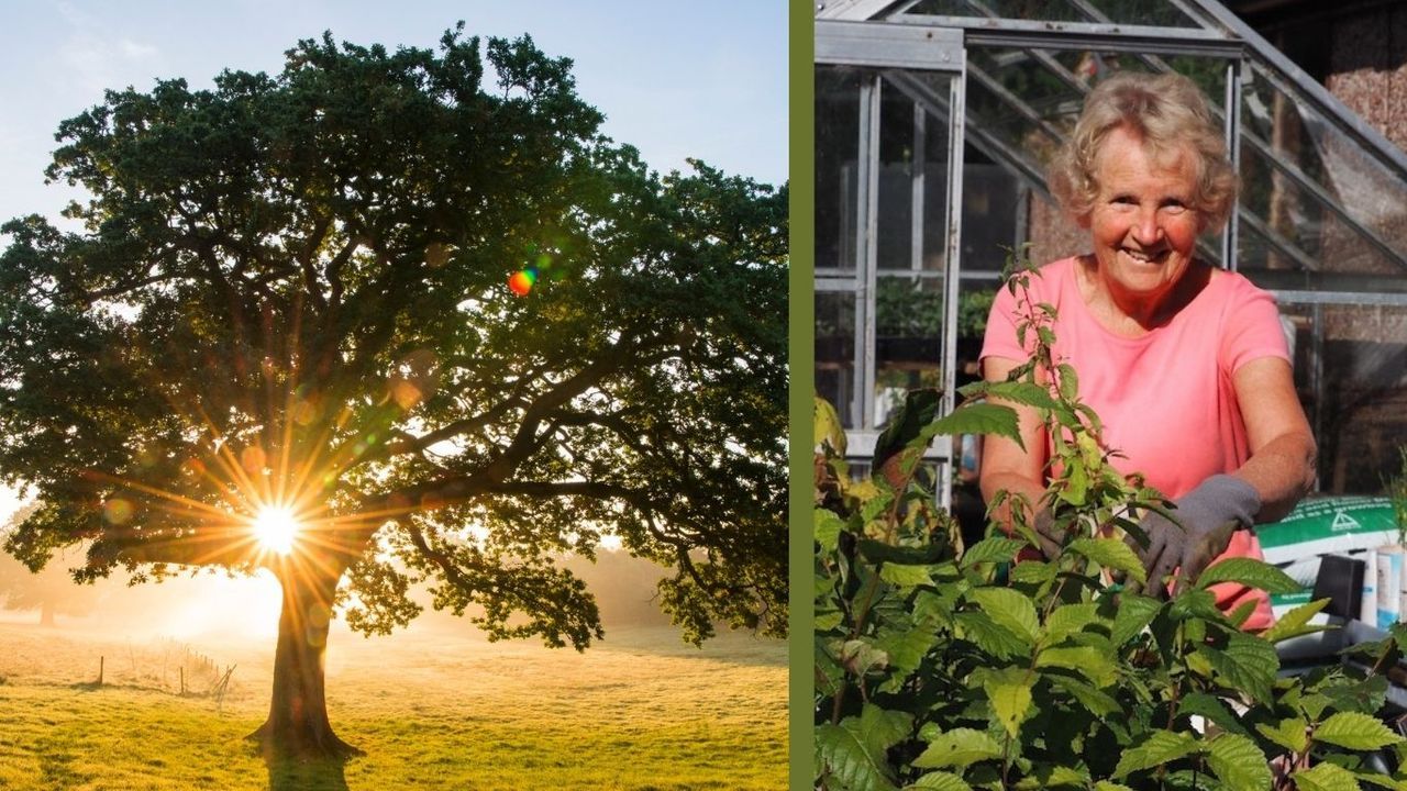 Caroline Rotherwell Tree She's grown over 4,000 trees - how this inspirational…