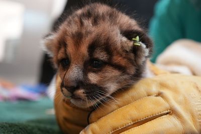 Orphaned injured baby mountain lion rescued and will be raised at California zoo
