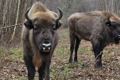 New herd of bison having ‘great impact’ on woodlands just a few years after being introduced