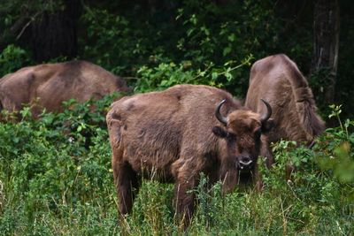 How bison are transforming woodlands and bringing wildlife back