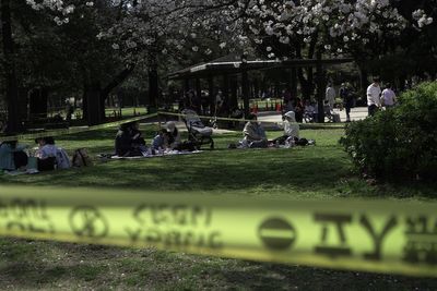 Safety warning as Tokyo’s cherry blossom trees fall during viewing season