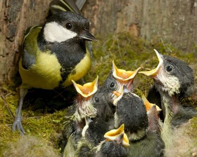 From early birds to emerging butterflies: UK shows signs of earliest spring on record
