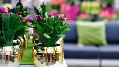 What Your Christmas Cactus Really Needs in April – The 5-Minute Spring Reset to Ensure It Survives Until Christmas