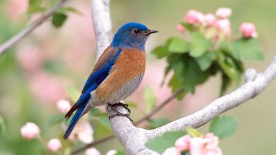 Discover the Secret Recipe to Bring Bluebirds to Your Yard – It’s All Down to the Right Plants, Food, Shelter and Water