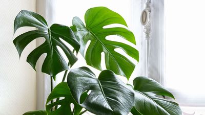 I stopped making these 9 plant ‘care’ mistakes and now my plants are thriving