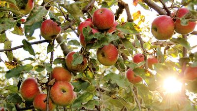 If You Have Fruit Trees, Don’t Skip This April Job – Feeding Them Now Means Bigger Summer Harvests
