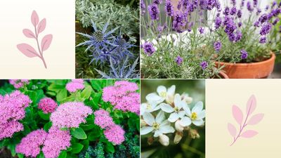 5 low-maintenance plants that thrive on neglect, ideal if you want an effortlessly glorious garden
