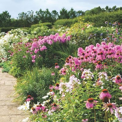 5 fast-growing pink perennials to plant in April – the pretty blooms garden experts recommend to fill your garden with colour quickly