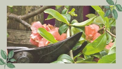 If you only do one thing in your garden this weekend, make it this budget-friendly trick to grow free plants