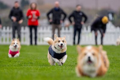 Promise of hot dogs spurs on Pembroke Welsh corgi to victory in the annual derby
