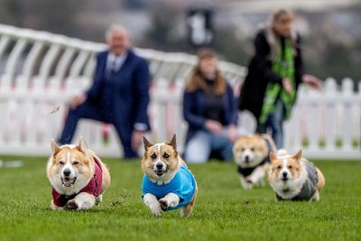 Quick off the bark: Hot dog treat spurs Islay to victory in corgi derby