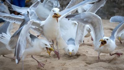 This weird packaging design hack could save your chips from seagulls